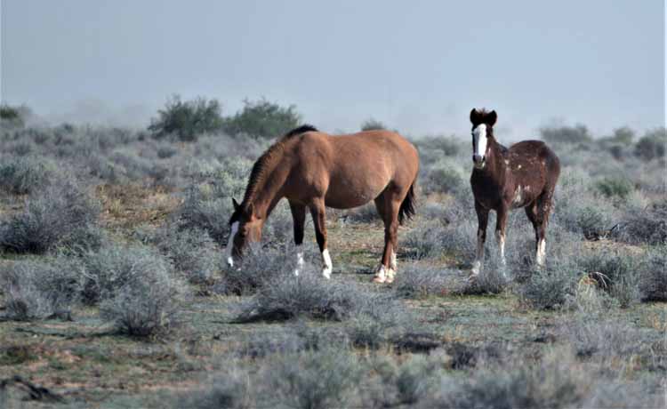 mustangs
